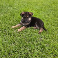 Cuccioli Pastore Tedesco