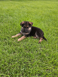 Cuccioli Pastore Tedesco