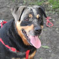 Syria 5 anni, rottweiller