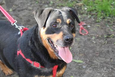 Syria 5 anni, rottweiller