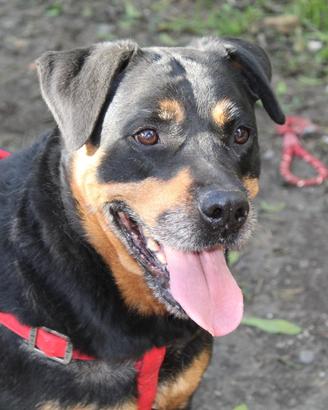 Syria 5 anni, rottweiller