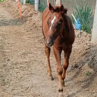 Quarter horse