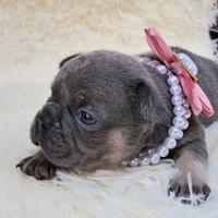 Bulldog esotici maschio e femmina