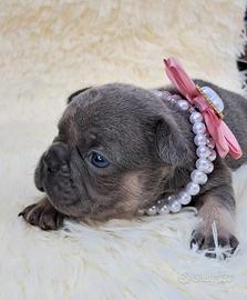 Bulldog esotici maschio e femmina