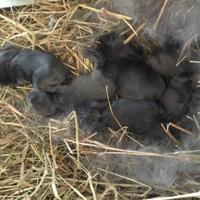 Cuccioli ariete BLU DI VIENNA purissima razza