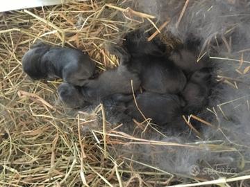 Cuccioli ariete BLU DI VIENNA purissima razza