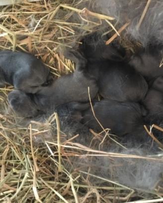 Cuccioli ariete BLU DI VIENNA purissima razza