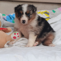 Pastore australiano con pedigree ENCI