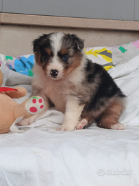 Pastore australiano con pedigree ENCI