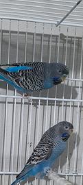 Cocorite