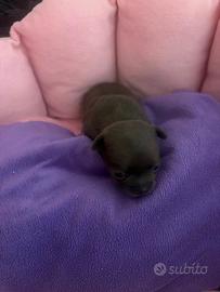 Chihuahua Femminucce