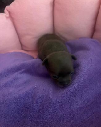 Chihuahua Femminucce