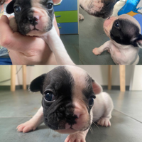 BULLDOG FRANCESI ambosessi chippati e vaccinati)