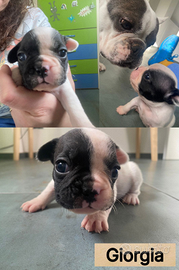 BULLDOG FRANCESI ambosessi chippati e vaccinati)