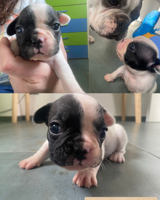 BULLDOG FRANCESI ambosessi chippati e vaccinati)