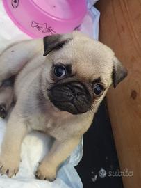 Carlino