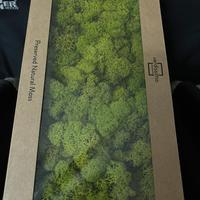 Licheni stabilizzati