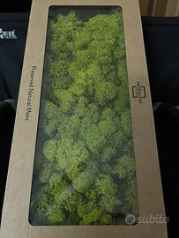 Licheni stabilizzati