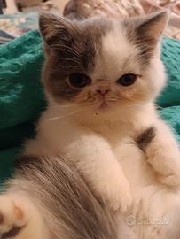 Cuccioli Exotic Shorthair