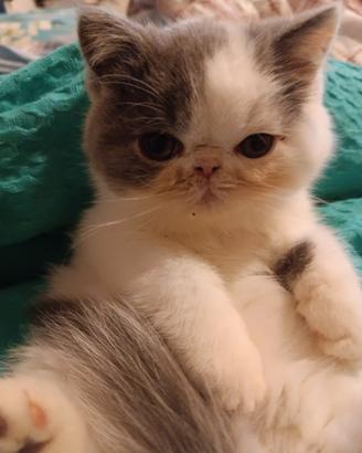 Cuccioli Exotic Shorthair