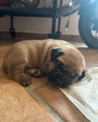 Cuccioli di cane corso