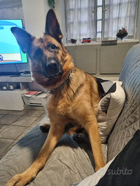 Pastore tedesco femmina