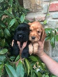 Cuccioli di cocker spaniel inglese