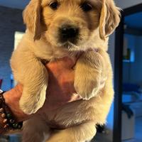 Cuccioli di golden retriever
