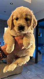 Cuccioli di golden retriever