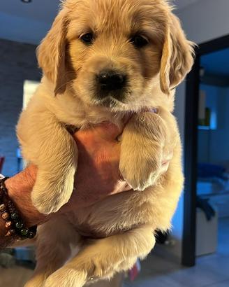 Cuccioli di golden retriever