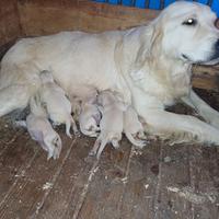 Golden retriver Savona