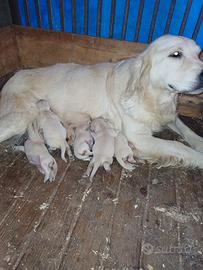 Golden retriver Savona