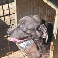 Labrador