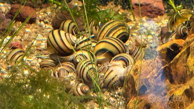 Lumache da acquario dolce