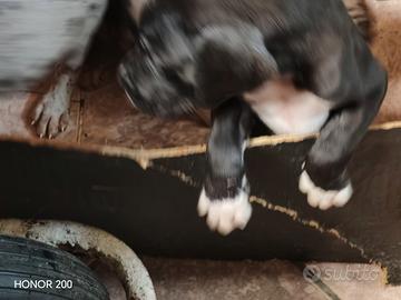 Alani disponibile