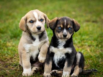 Cuccioli Husky/Labrador