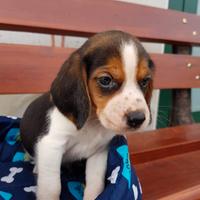 Beagle cuccioli