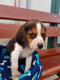 Beagle cuccioli