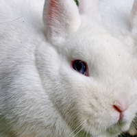 Coniglio nano ermellino