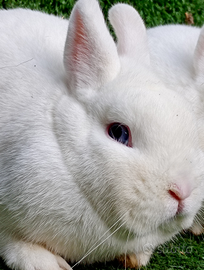 Coniglio nano ermellino