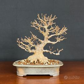 Bonsai acero tridente Buergerianum