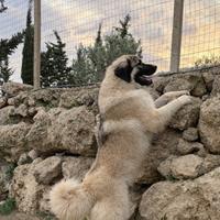 Pastore del Caucaso per Monta