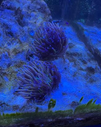 Euphyllia glaberscens e goniopore