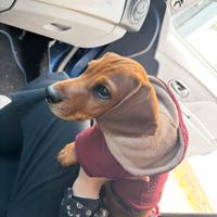 CANE BASSOTTO taglia standard