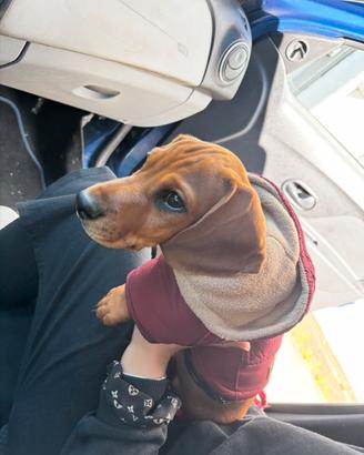 CANE BASSOTTO taglia standard