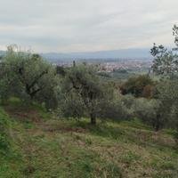 Uliveto e querceto secolari a Tizzana