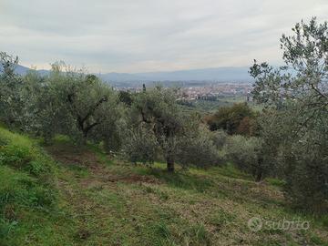Uliveto e querceto secolari a Tizzana