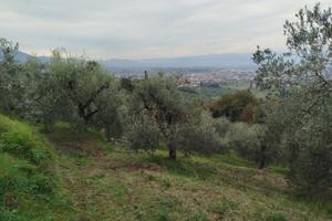 Uliveto e querceto secolari a Tizzana