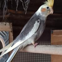 Pappagalli calopsiti