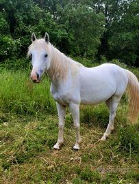 Cavalla